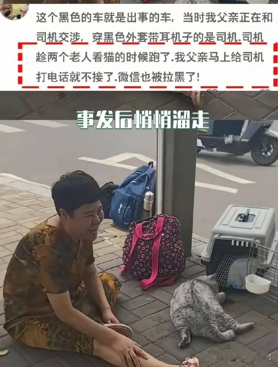 阿姨与猫相伴八年，感情深厚。阿姨不能带猫坐飞机，包车让司机把猫从东方送到海口。司