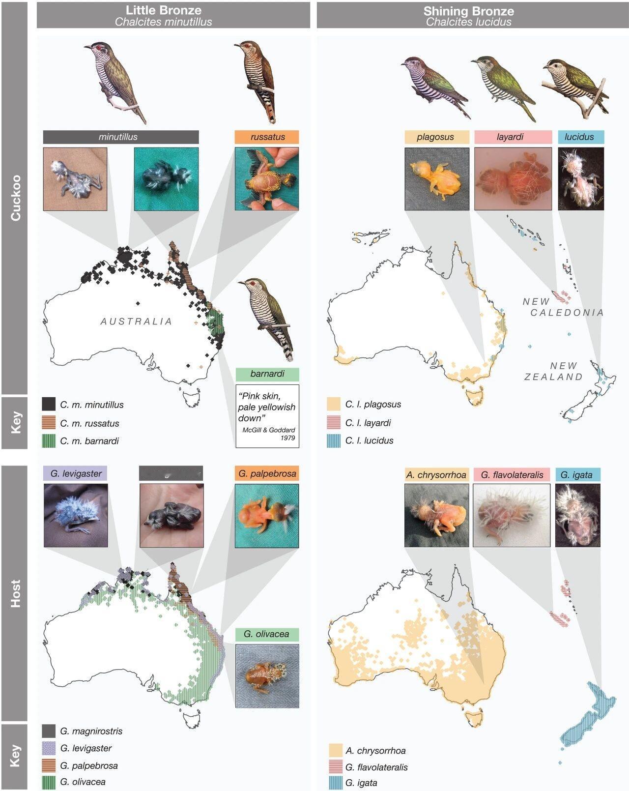 鸠占鹊巢拟人化居然这么恐怖¹ 其实协同进化、军备竞赛、我骗你你防我”到处都在发生