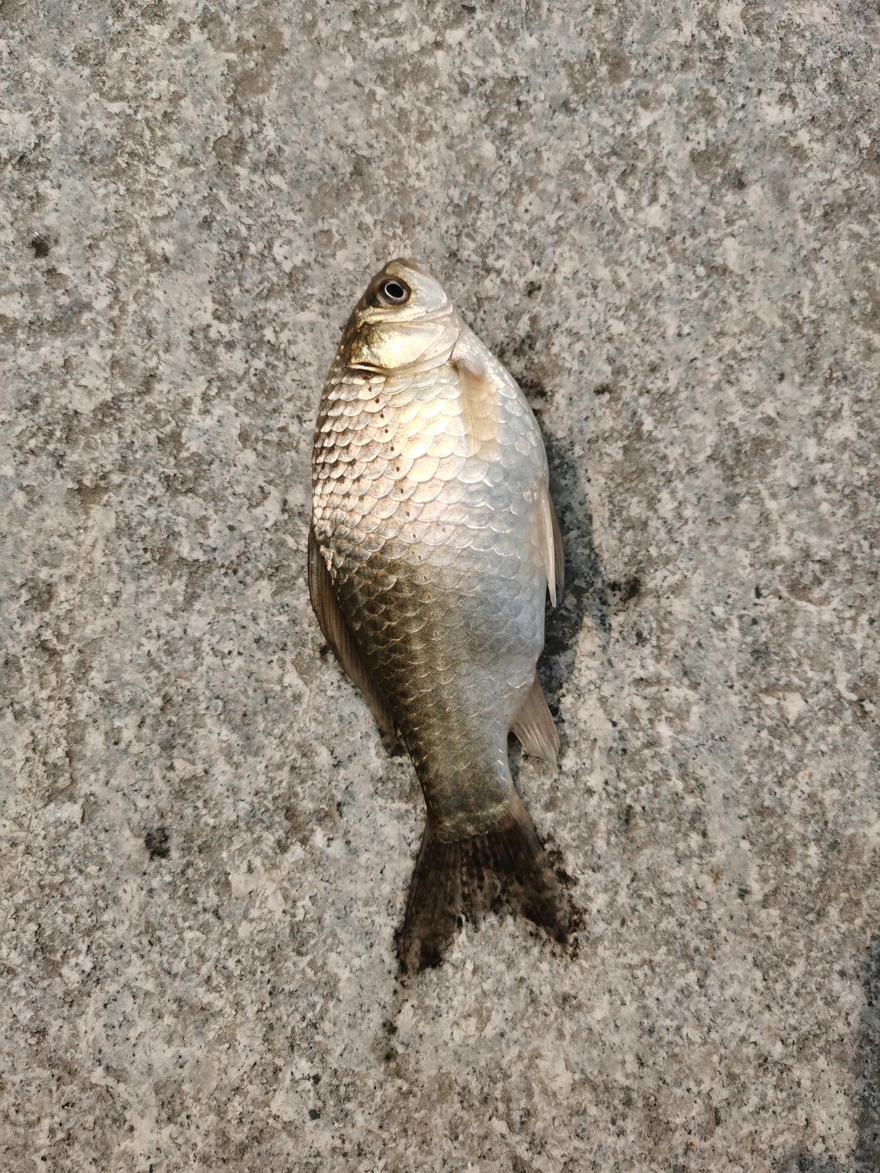 钓鱼人钓鱼是为了鱼，但对处于排卵期的母鱼，还是会放生！也许出于怜悯，也许为了将来