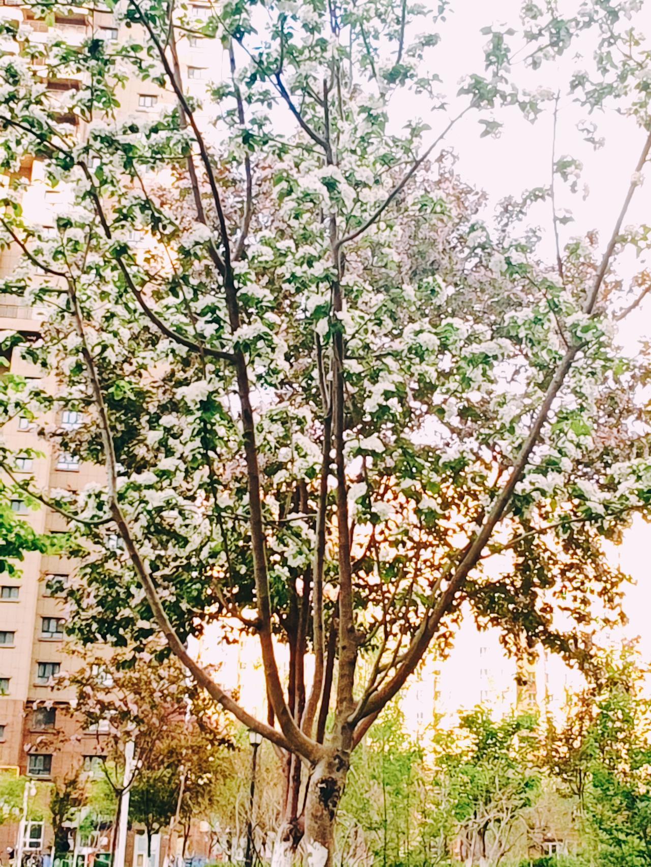 突然一夜狂风来，百花尽残剩绿叶。