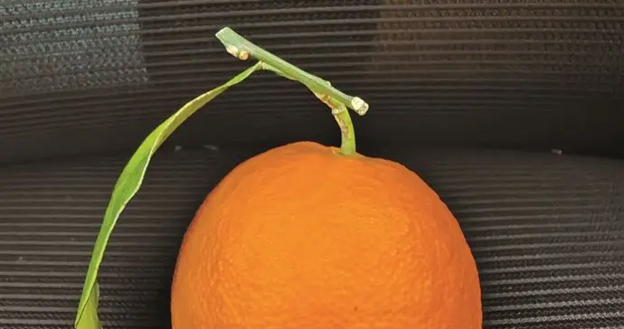 AI造假图骗取“仅退款”？律师：已涉嫌欺诈