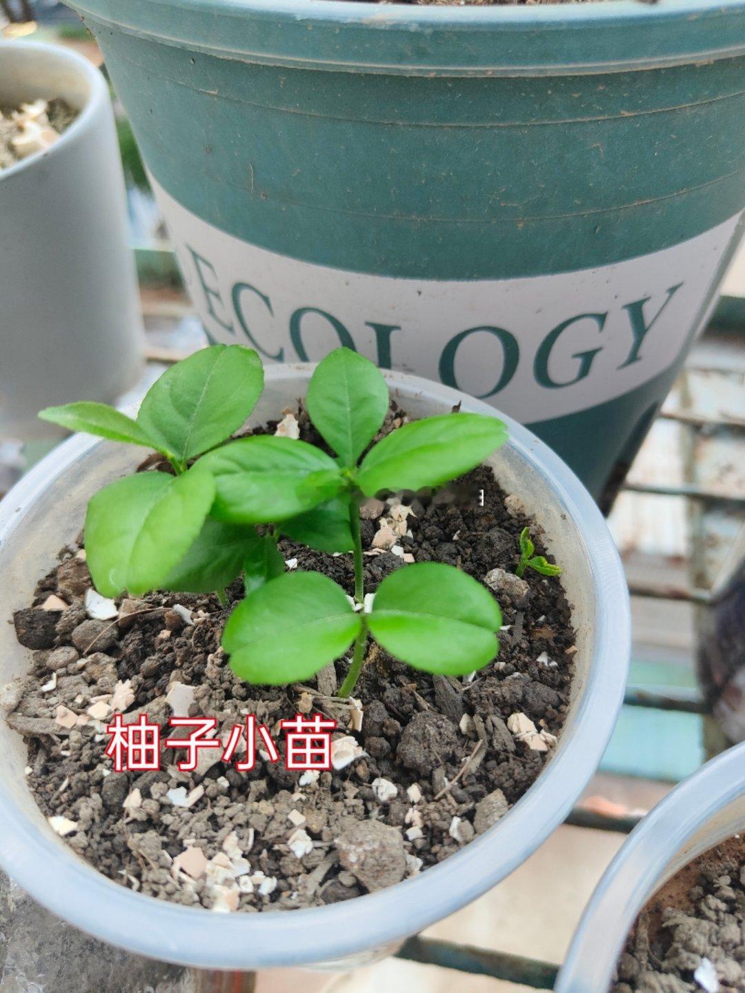 关于：记录阳台绿植发育情况目前：柚子，小番茄，黄柠檬，均已发育柚子的小苗叶子，惊