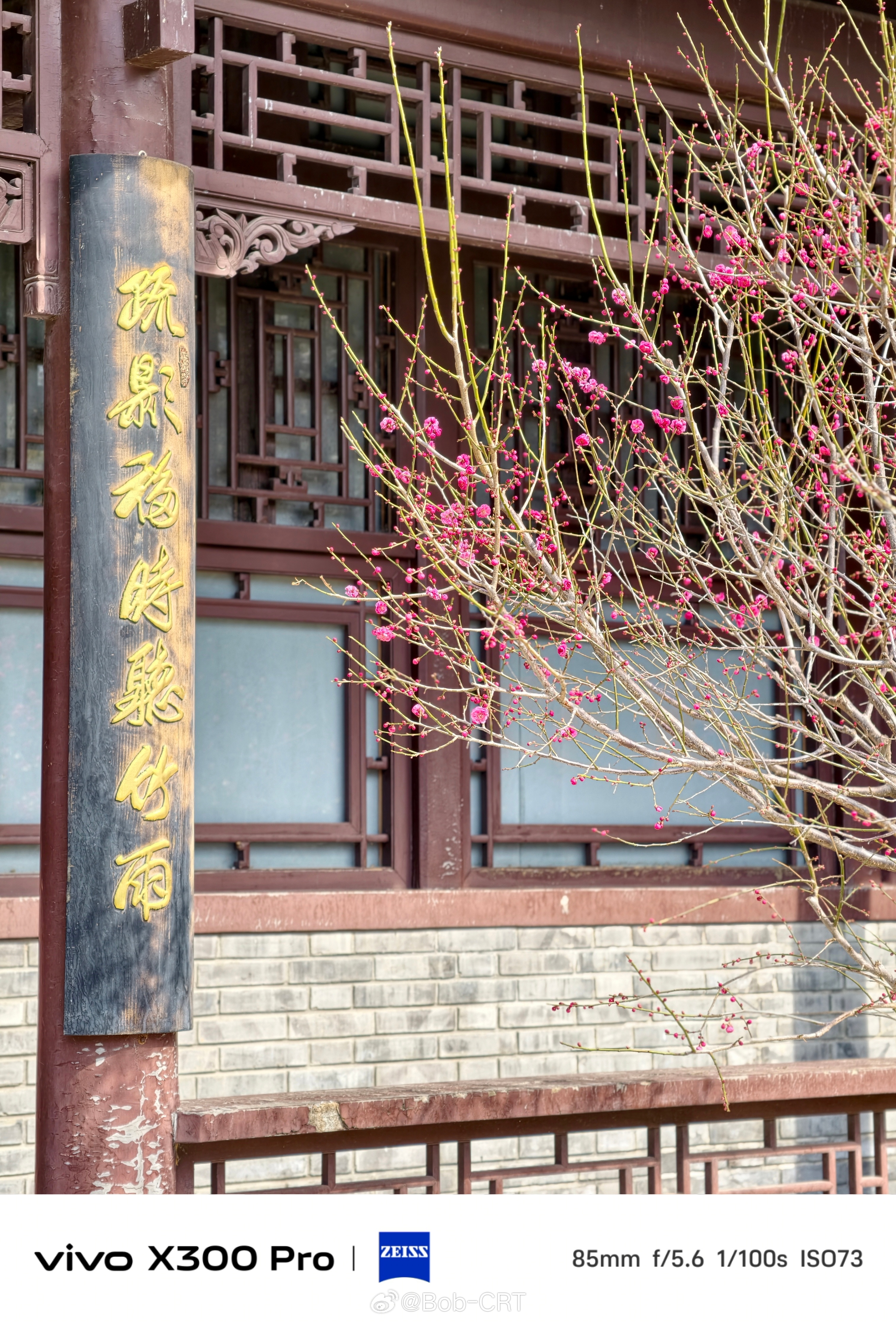 《国家植物园的春花已开》2026年3月19日丙午年二月初一，天气晴好，蓝天白云，