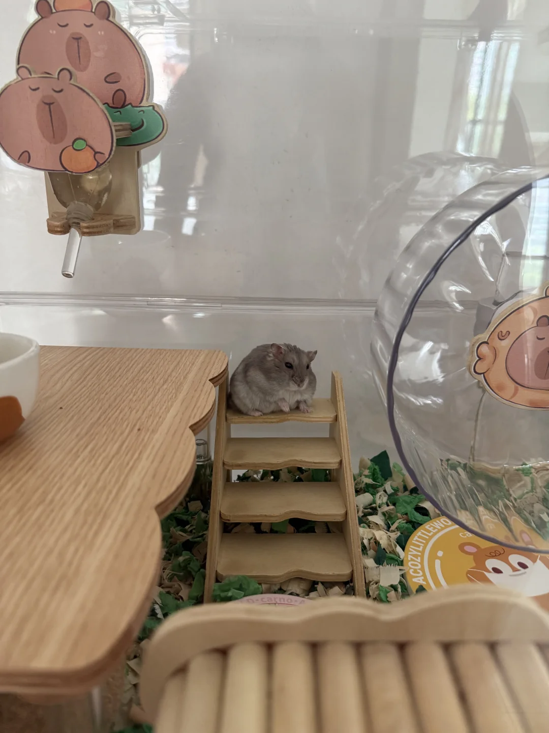 鼠当家