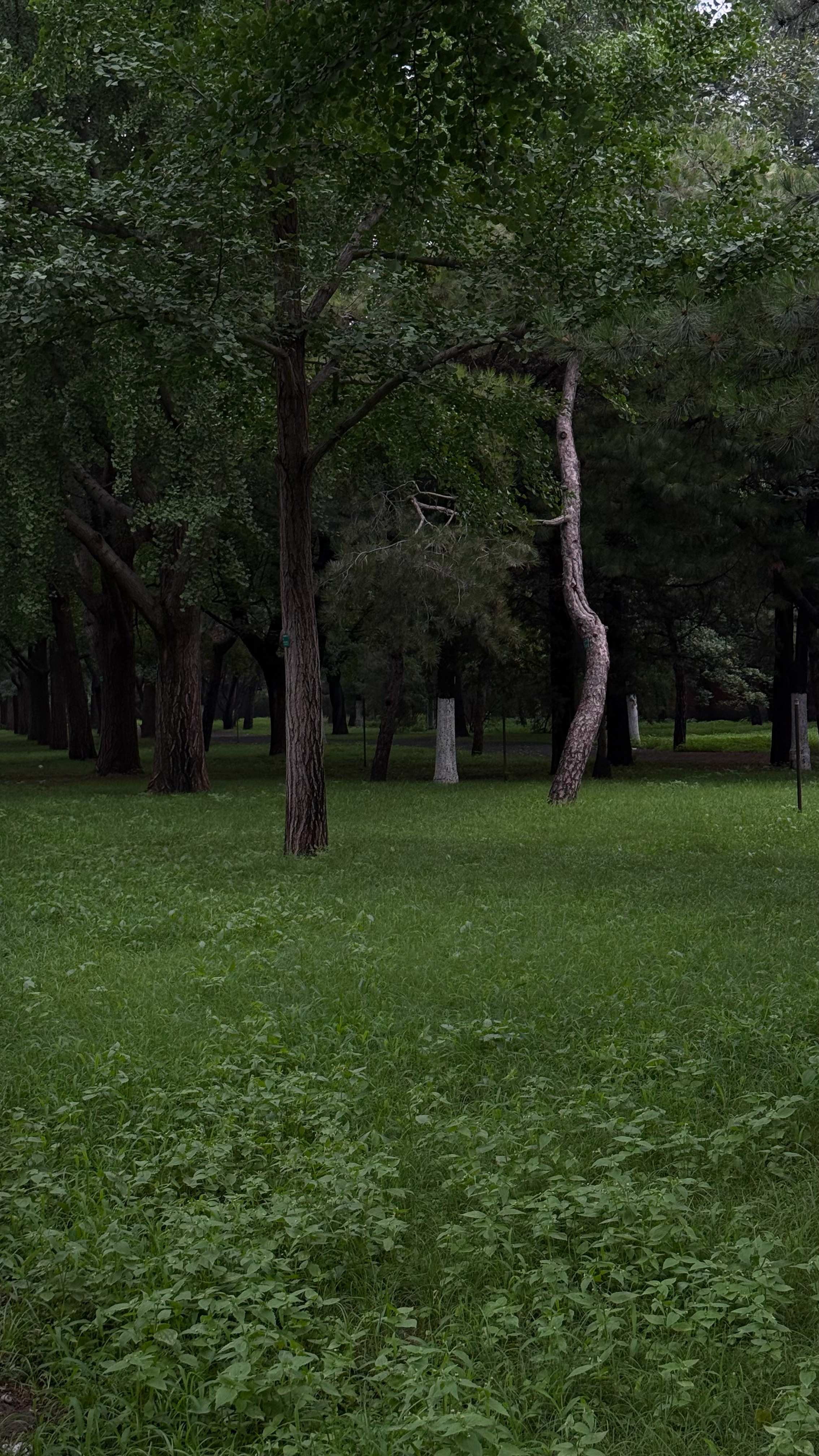 地坛在我🌳（没那么正经 北京·地坛公园