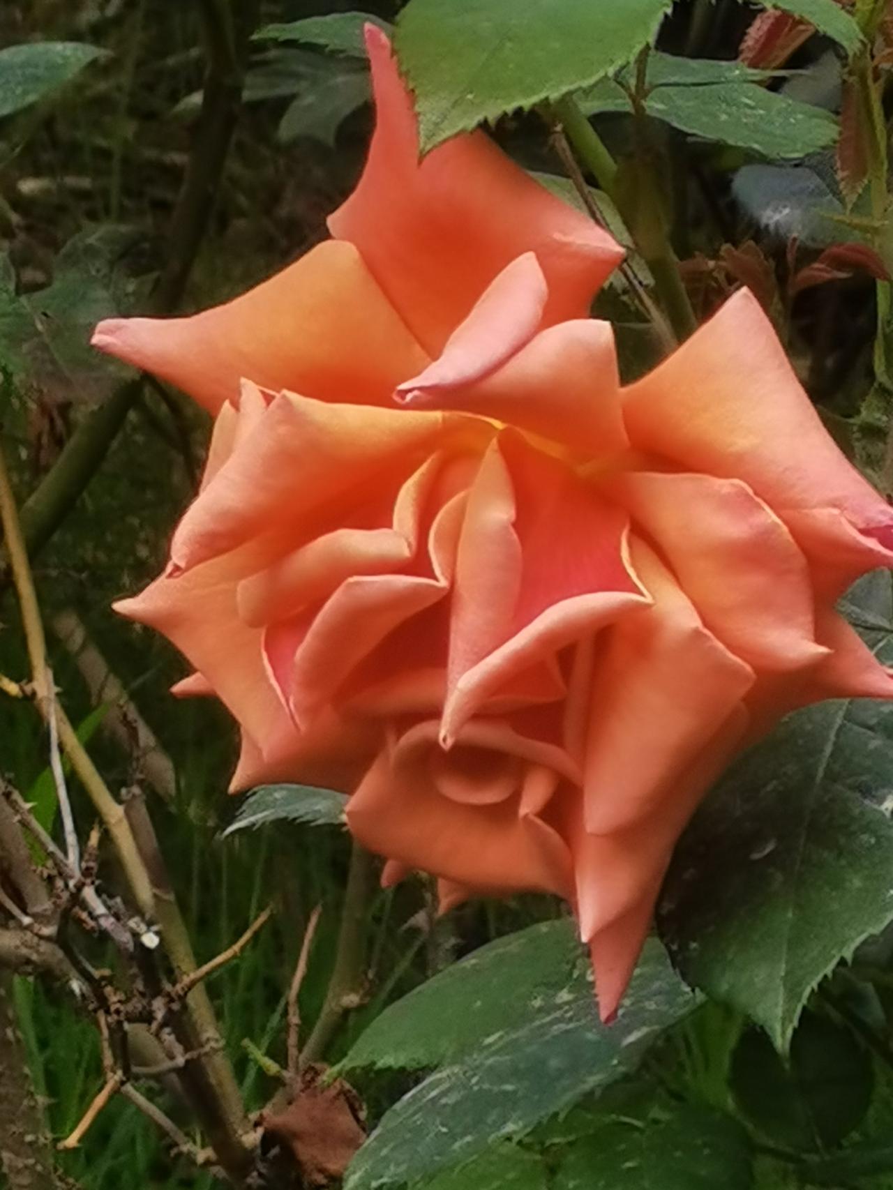 汉中金牛路盛开着美丽的月季花~月季夫人（朱红）
