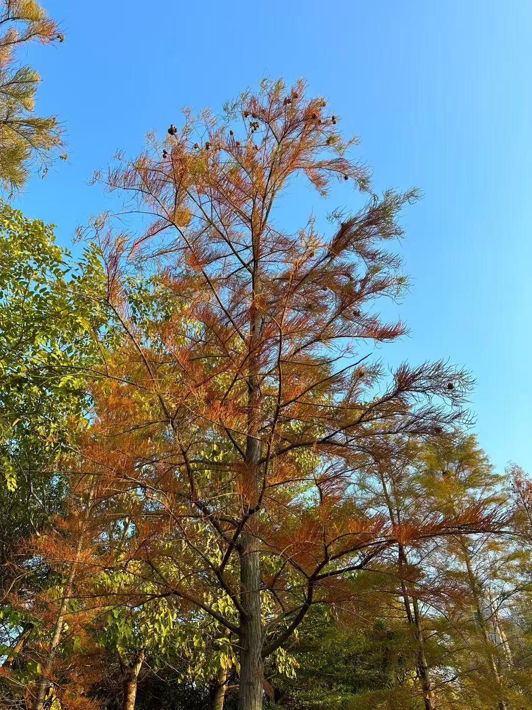 不知觉又到年关～
阳光斜斜洒下来包裹着岁月里的花。
指尖碰着冬日的光，眼前是花草