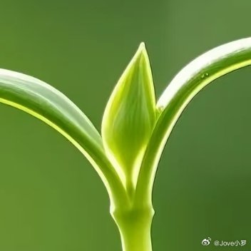 生命的意义从来不是等待，而是不惧未知的漫长，朝着光的方向奋力舒展，撕破束缚的壳，