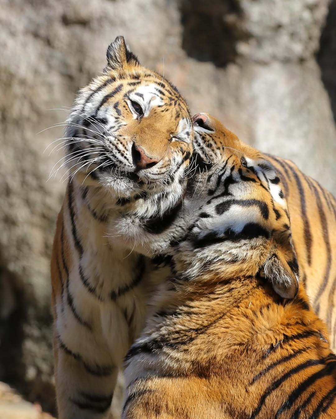 一大口亲亲 