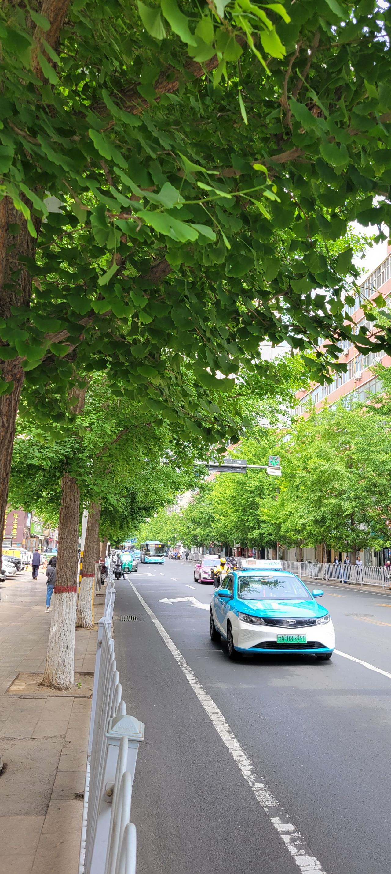 这是今天早上兰州市城关区的甘南路，路两边的银杏树郁郁葱葱，非常好看，给兰州市平添