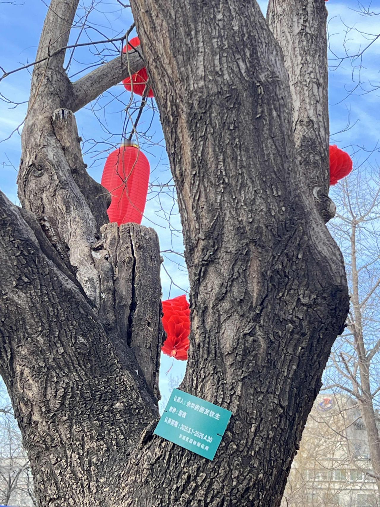 地坛公园里＂余华和铁生＂认养的两棵国槐树即将到期了。寒风中前来打卡的人络绎不绝。