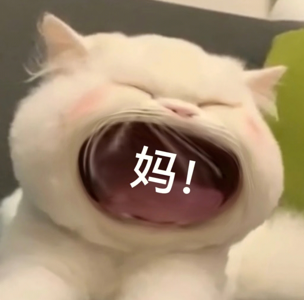 天经棣义  不出意外我现在应该顺利出生了吧