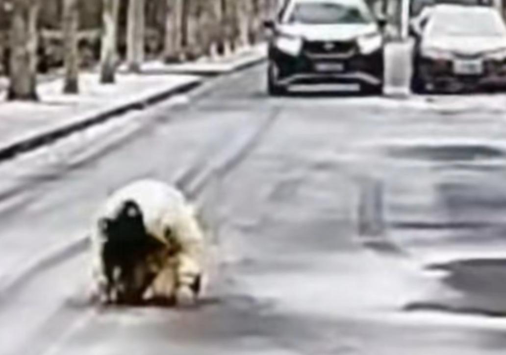 2023年的河北大雪纷飞，一场极度违和的“反向葬礼”在雪地里刺痛了全网的眼。一名