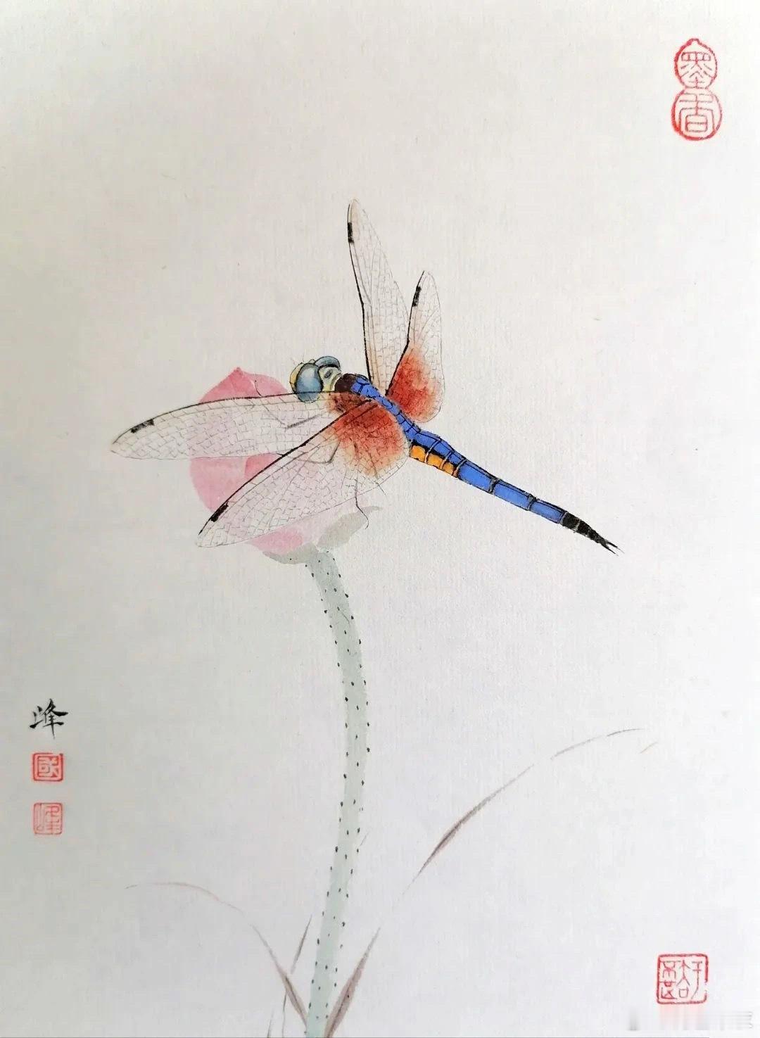 白国峰的蜻蜓图 ​​​