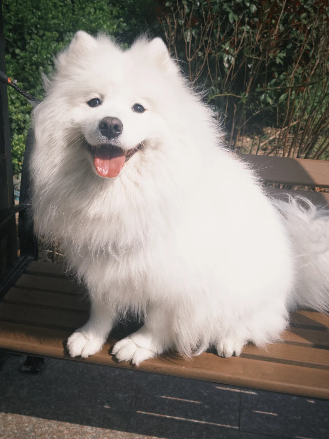 天气好的话小狗也会很开心