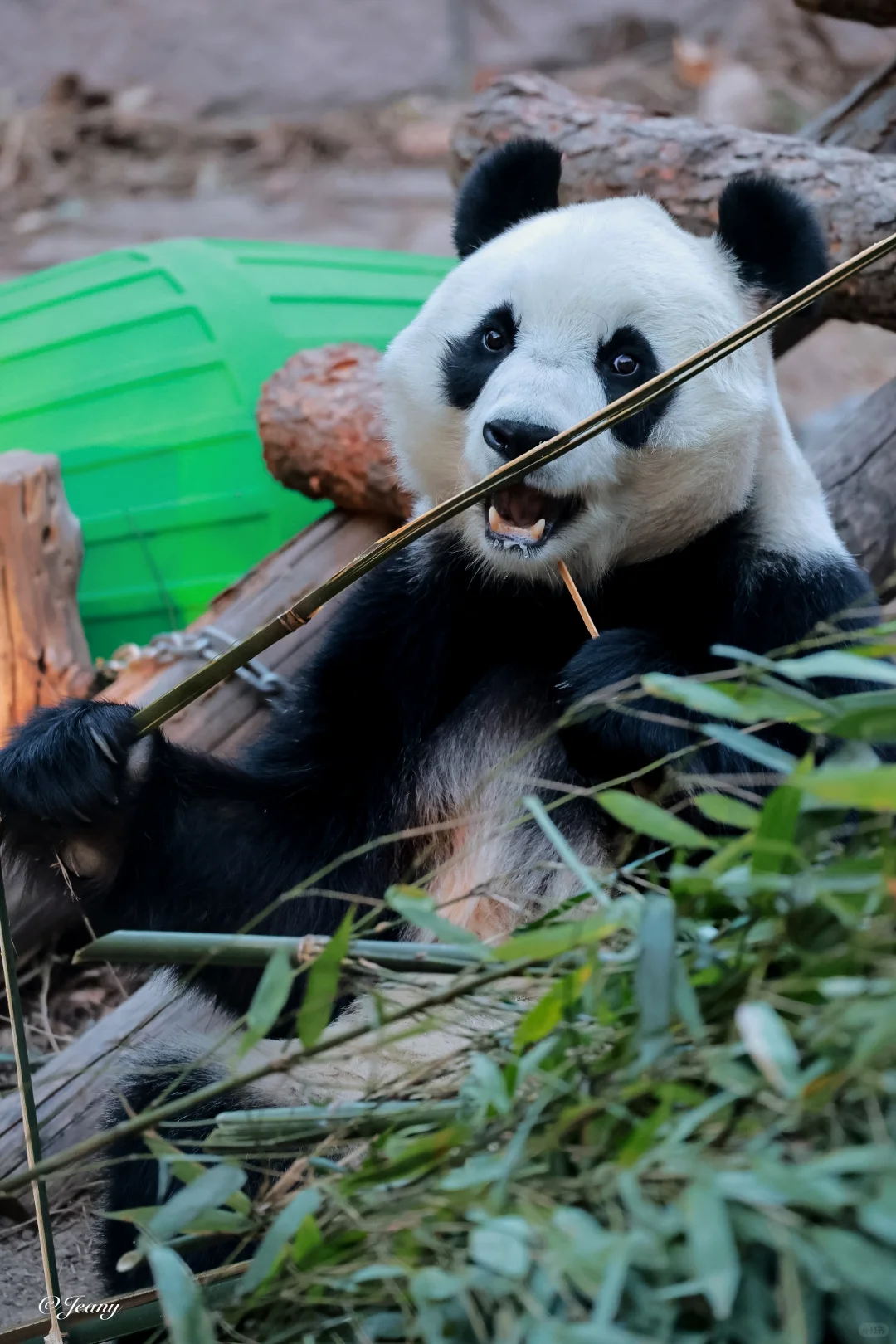 2025.1.6小白天🐼仙女熊小白天拉小提琴😍