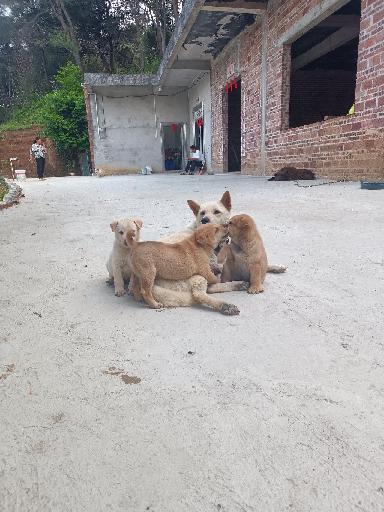 分享一张狗狗照片快来看看我家的小狗狗，这么可爱