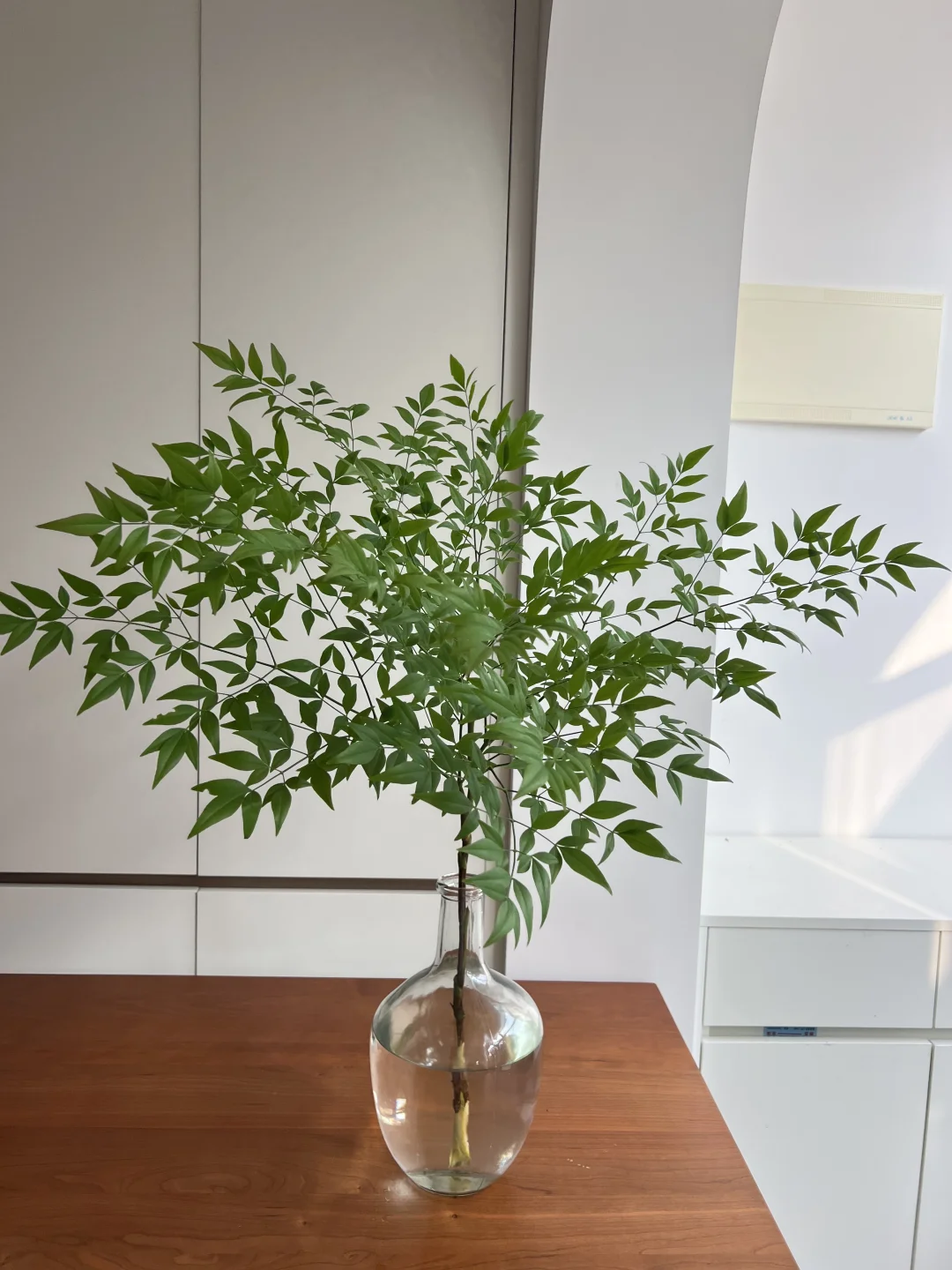 冬日的室内绿植-小森林南天竹🌿