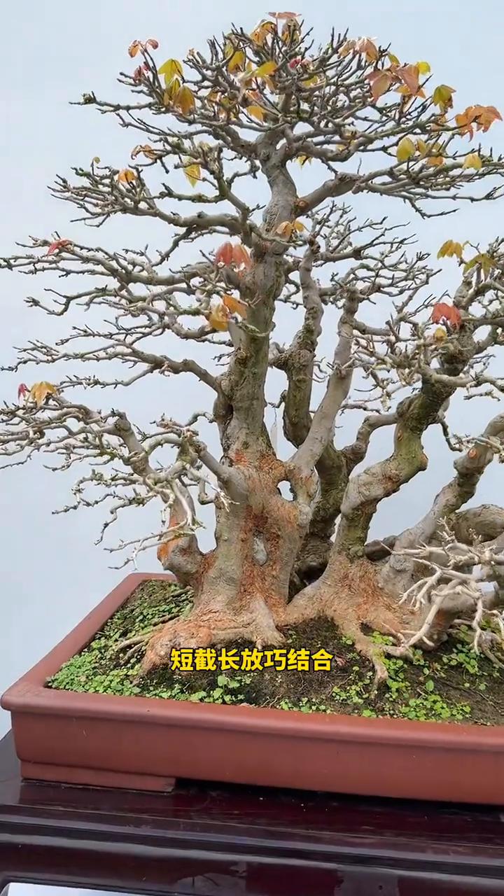 盆景口诀。
盆景口诀是盆景艺术经验的高度总结，涵盖了制作、修剪、养护等多个方面。