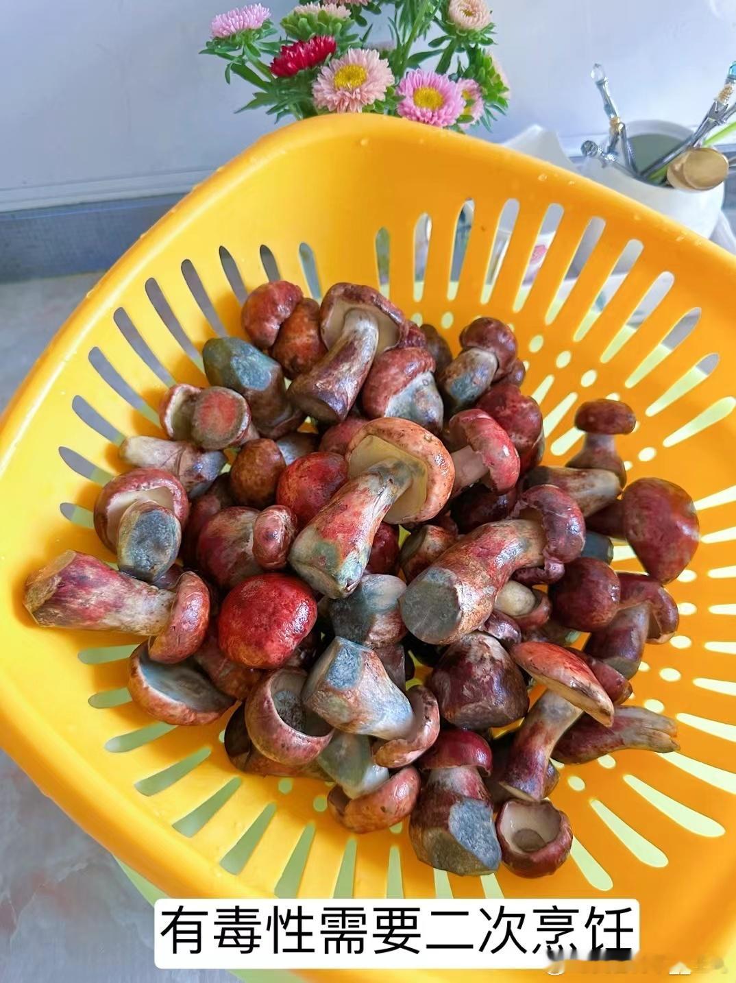 又是云南野生菌疯长的时节，买回家煎一煎，炒一炒，或是煲鸡汤，满屋都弥漫着矿物质的