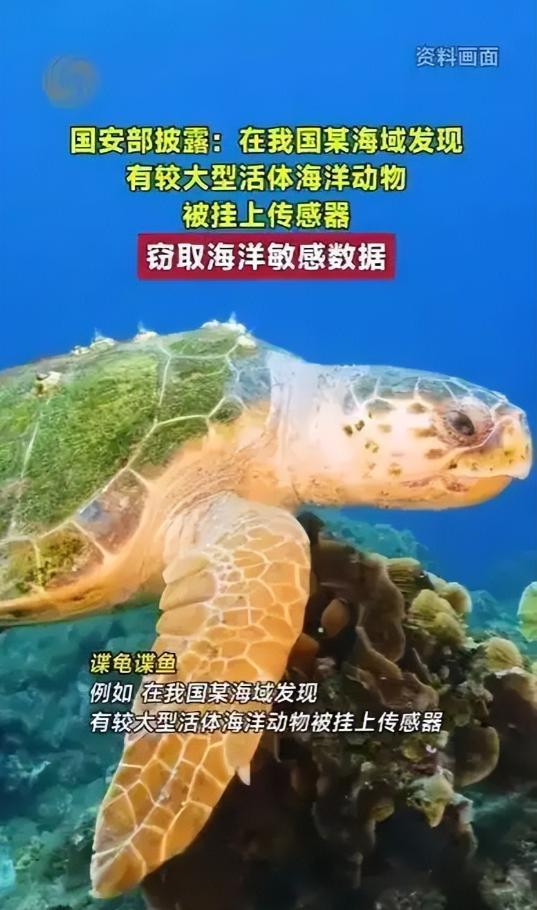 紧急预警！境外间谍无孔不入，我国海域惊现“间谍龟间谍鱼”！2026年6月12日国