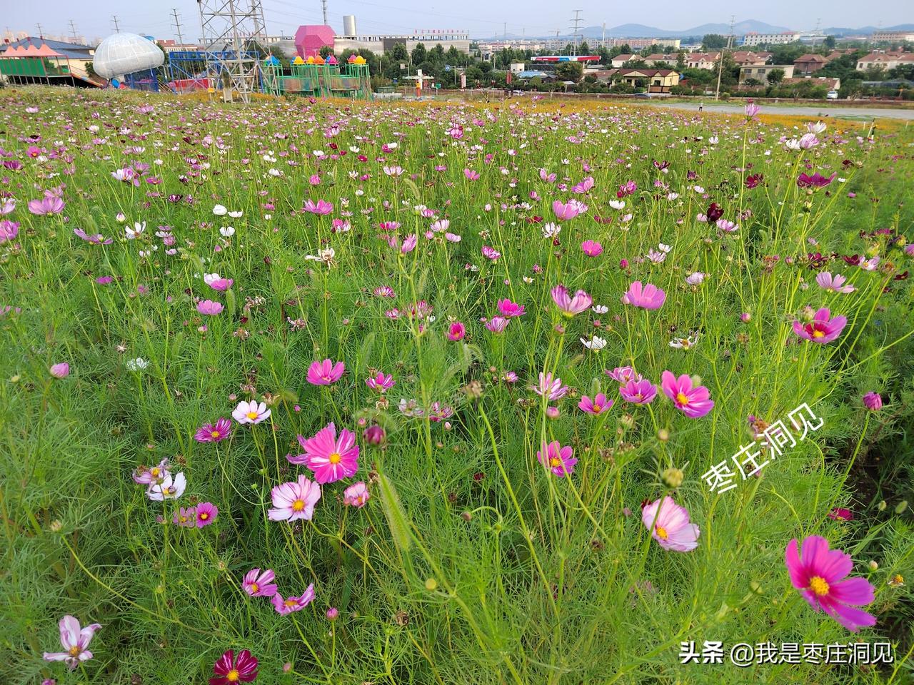 峄城花海在哪？｜峄城花海位于冠世榴园东大门南侧，导航“冠世榴园游客服务中心”即可