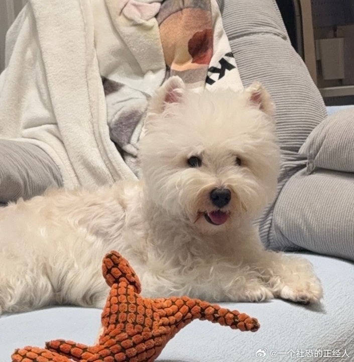 不呆 可爱小呆呆洗澡美容了🐶我们小呆头顶毛毛蓬松嘞高颅顶小狗