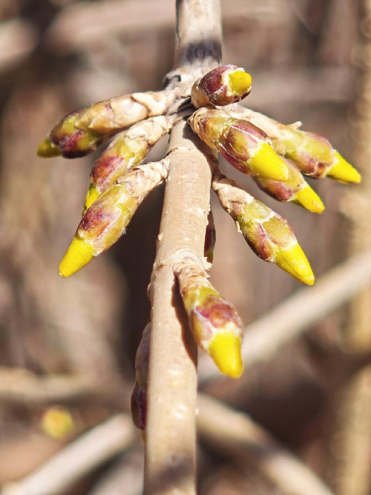 每年四月中旬，小区里连翘花开得一片金黄。此刻，这些连翘花的芽体呈长卵形，刚刚显现
