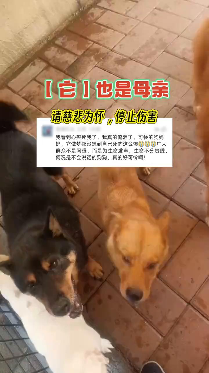 它也是母亲，请慈悲为怀，停止伤害。
我看到心疼死我了，我真的流泪了，可怜的狗妈妈