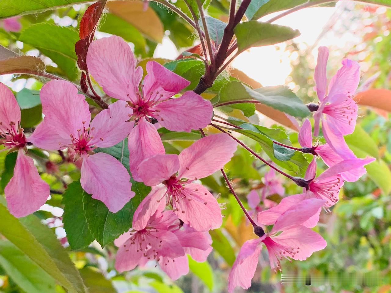 #分享一张你在春天拍的照片#