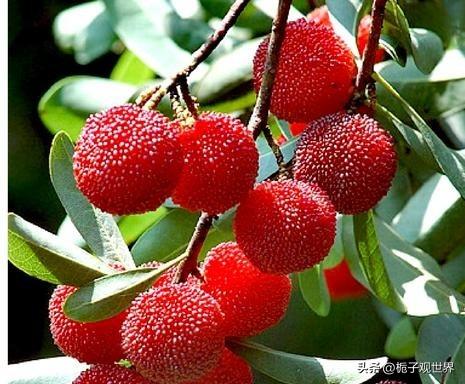 果农一年的辛苦，收入就靠这一季杨梅，结果被“杨梅泡药”害惨了。不得不问，到底是谁