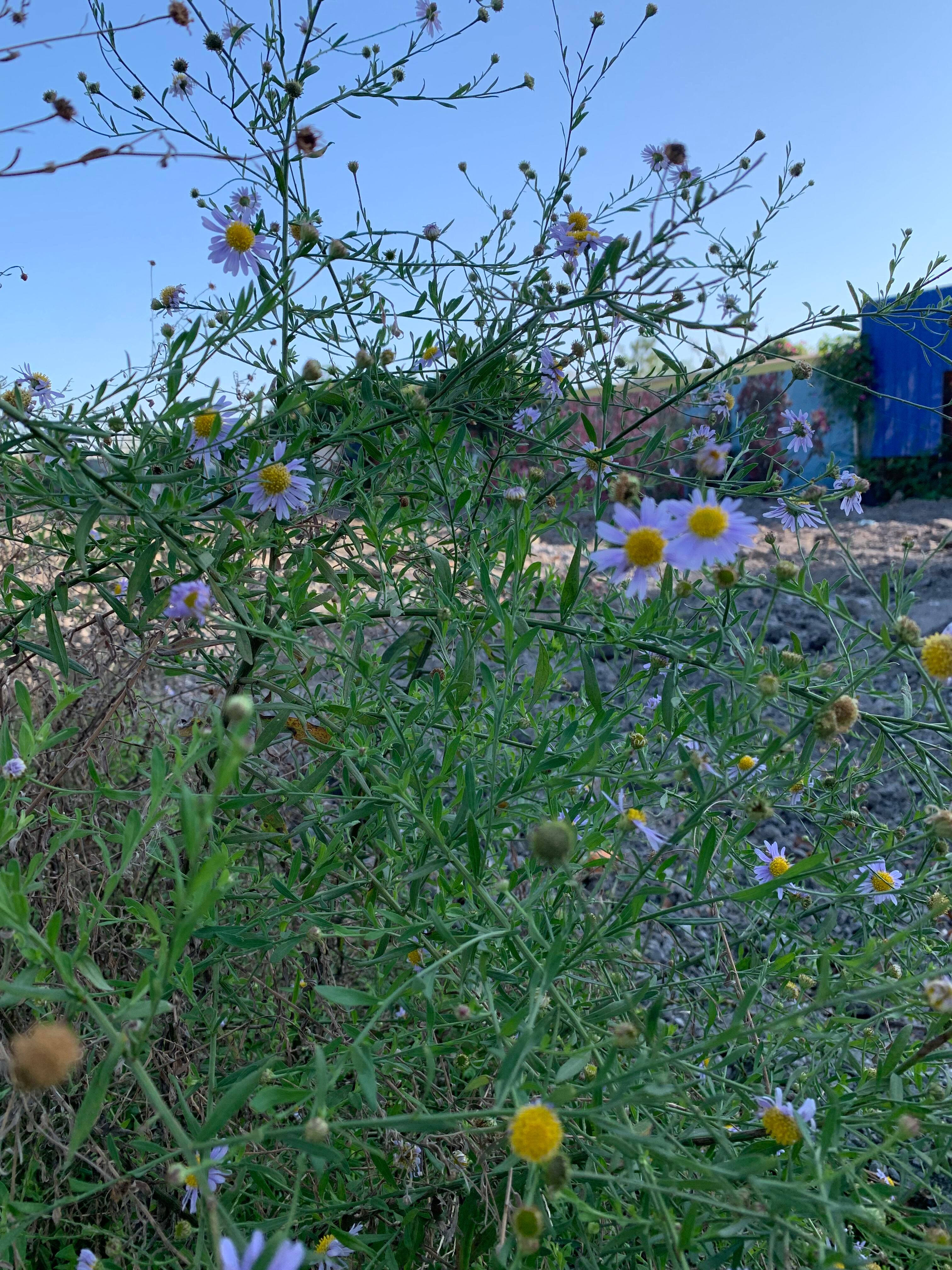 全叶马兰：低调而坚韧的荒野植物典范 奇妙生物圈专业科普  | 植物科普 全叶马兰