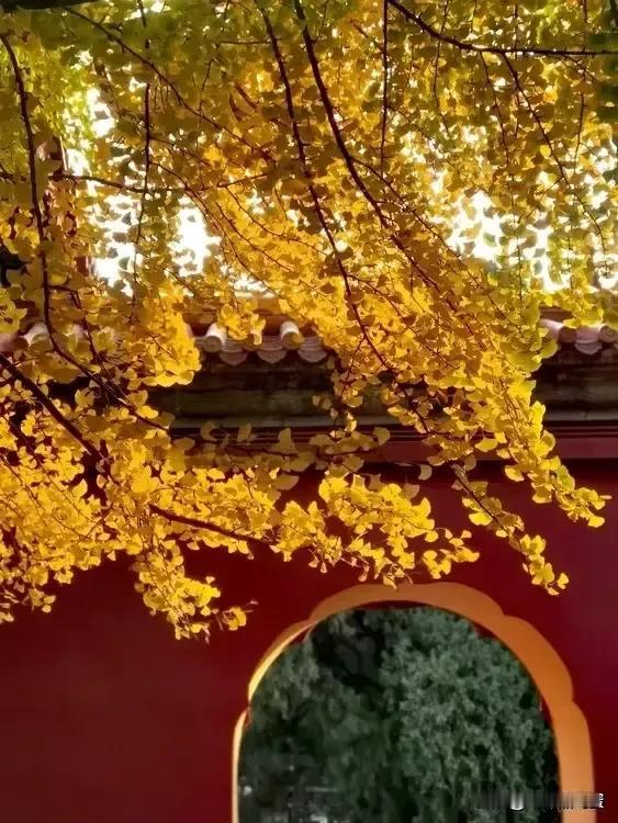 一株一片一园秋
一枝一叶入眼眸
一亭一榭窗前醉
一风一季满画楼
2024年11月