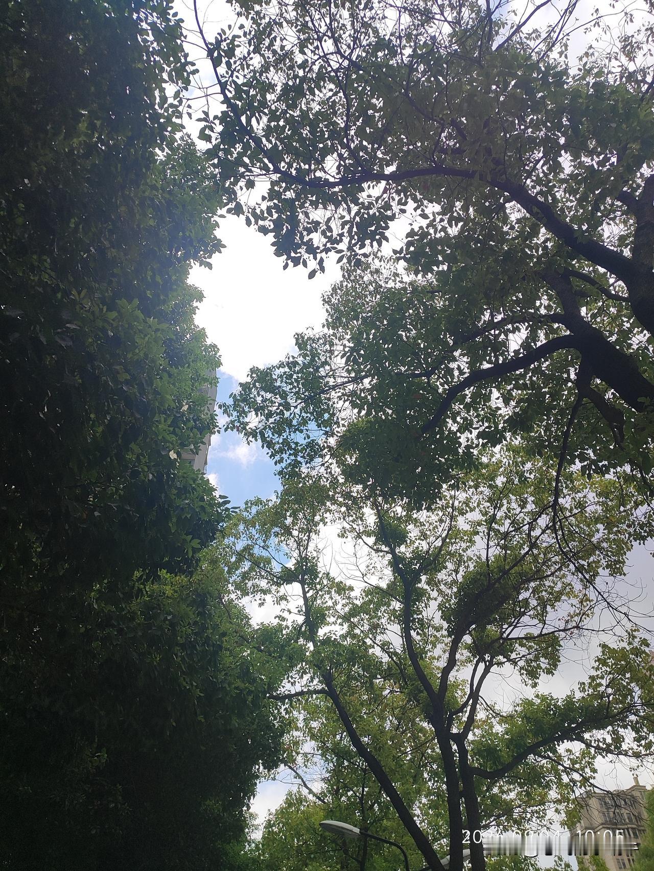 这几天天气异常怪异，一会冷一会热，一会吹风，一会闷热，一会出太阳，一会下小雨！