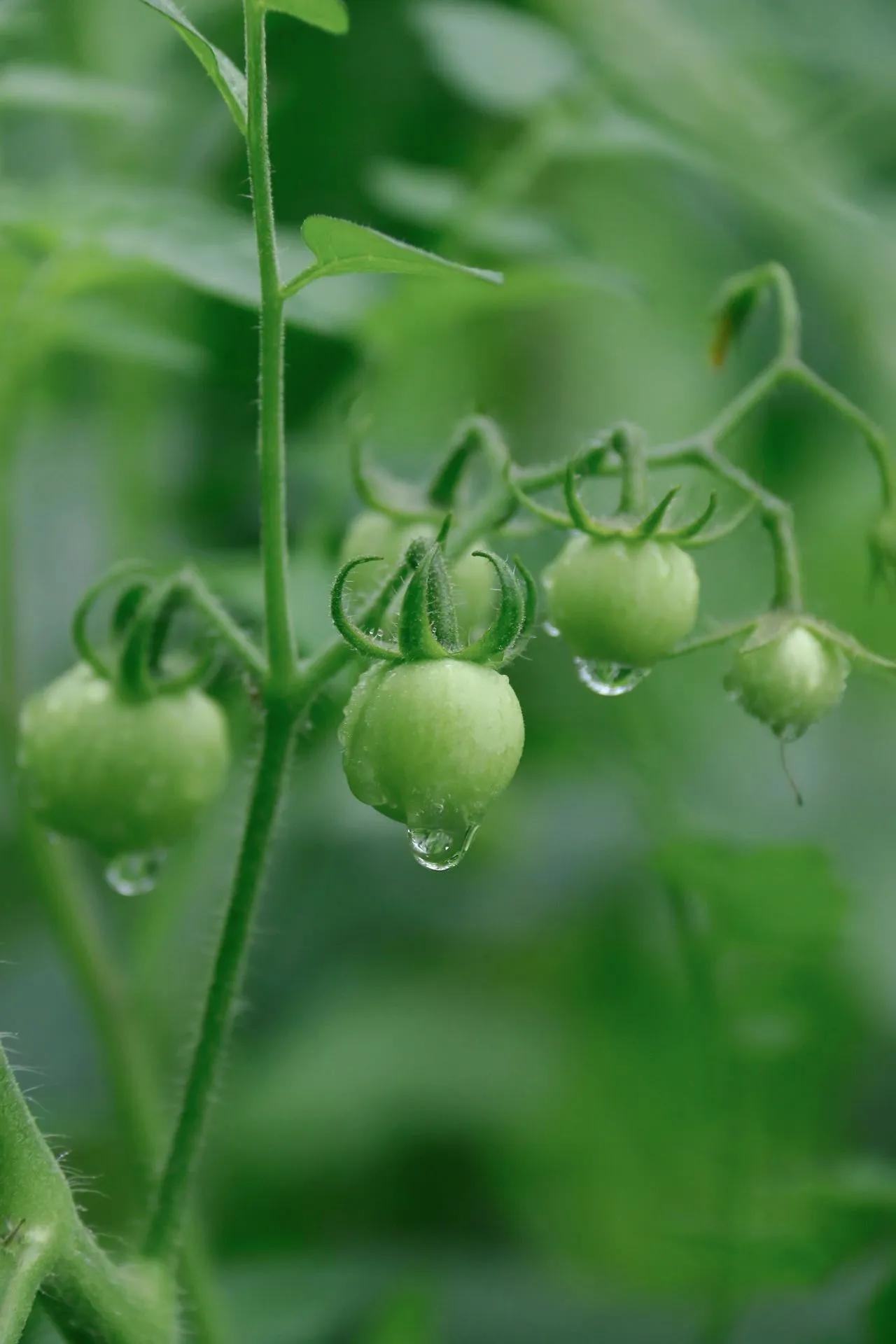 夏日菜园子：下雨天的小番茄特别可爱
挂上雨珠的小番茄特别的晶莹剔透和可爱