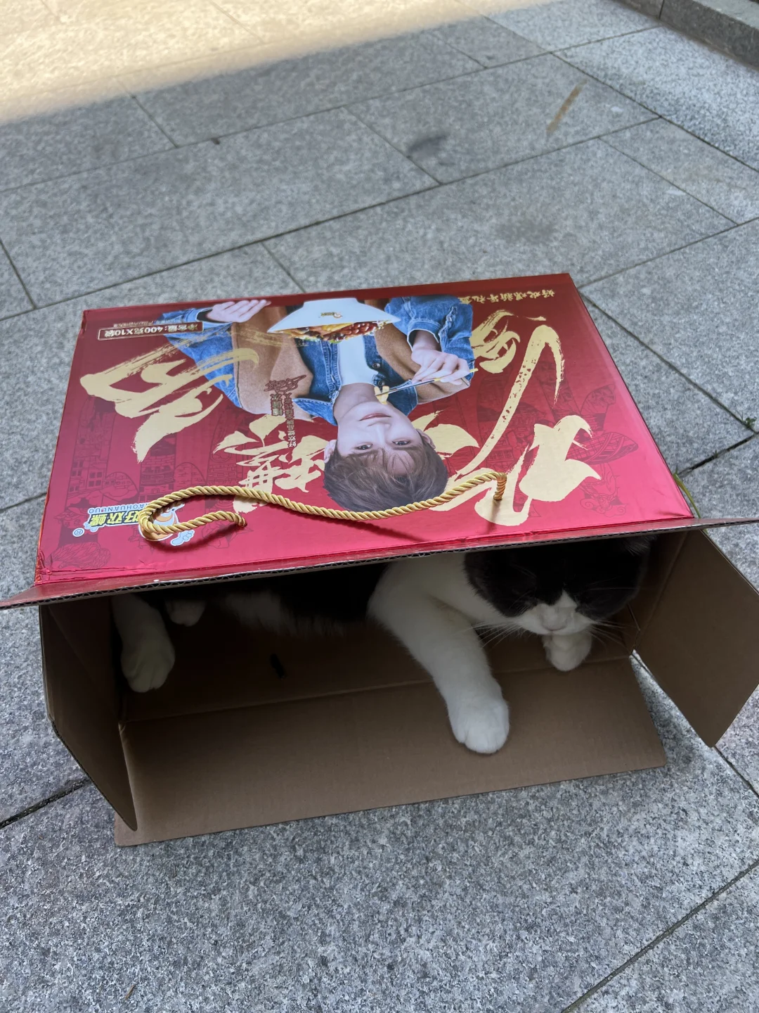 好欢螺可以出个猫窝周边🫶