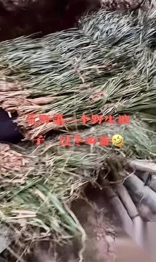 荒野求生现草被子！

71号选手咋扛住低温？

在湖南通道杯荒野求生挑战赛上，山