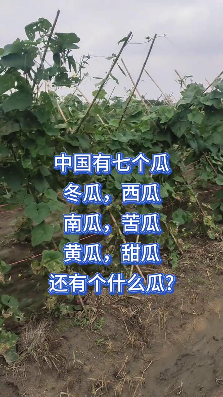 中国有七个瓜：冬瓜、西瓜、南瓜、苦瓜、黄瓜、甜瓜。还有个什么瓜？还有一个是瓜子。