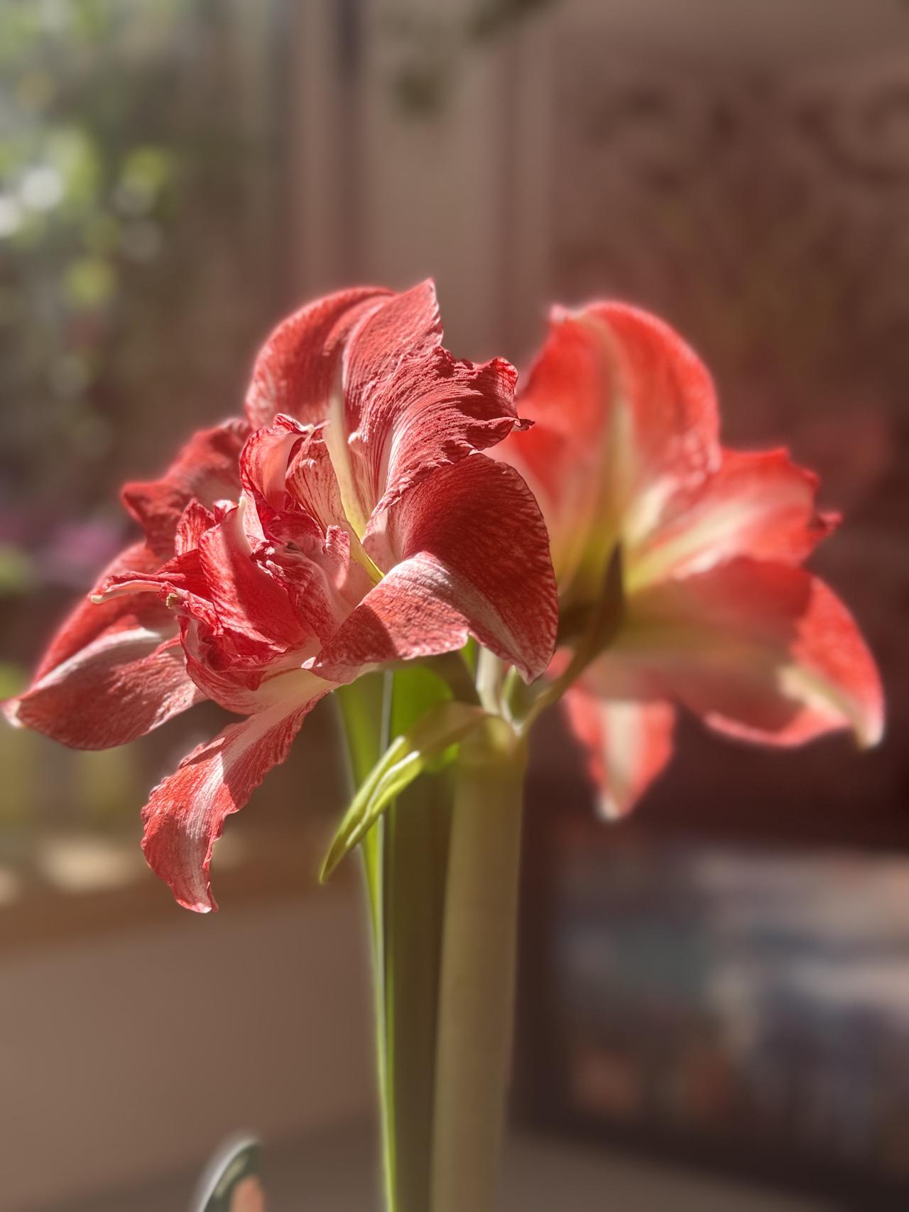 成就感满满呀！

阿弗雷花开之后，玫瑰花样紧接着接力绽放，朱顶红这是轮番给我带来