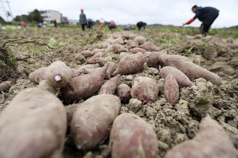 2块钱的红薯真就不如4块的紫薯？这还真不一定。
从营养上看，紫薯花青素含量高，类