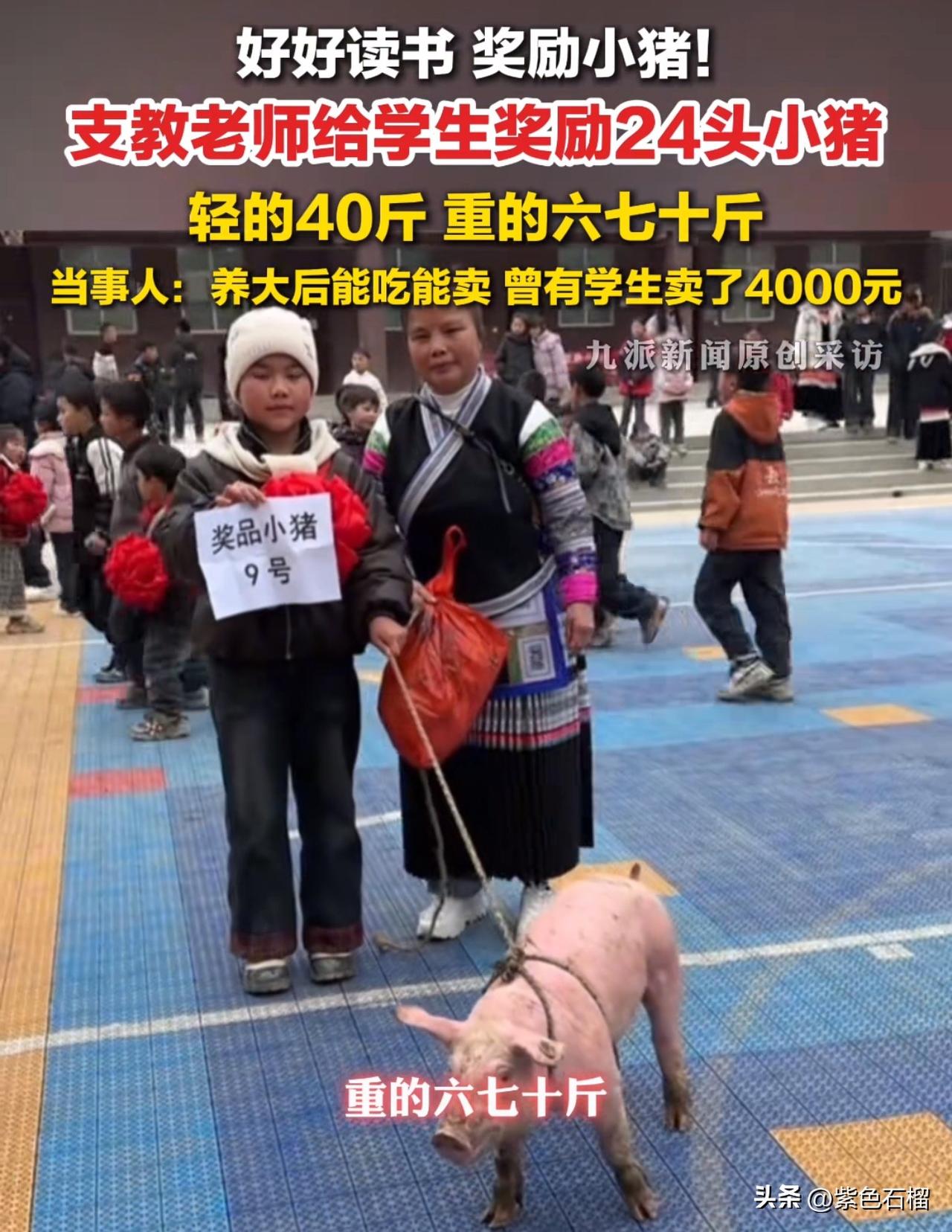 好好读书，奖励小猪。贵州支教老师给学生发放24头小猪作为奖励，这奖品着实实在！