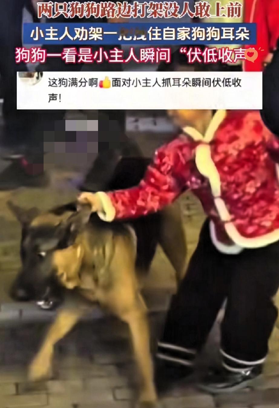 路边两只狗狗掐架吵得震天响，围观的路人里三层外三层，拍照的、议论的不少，可没一个