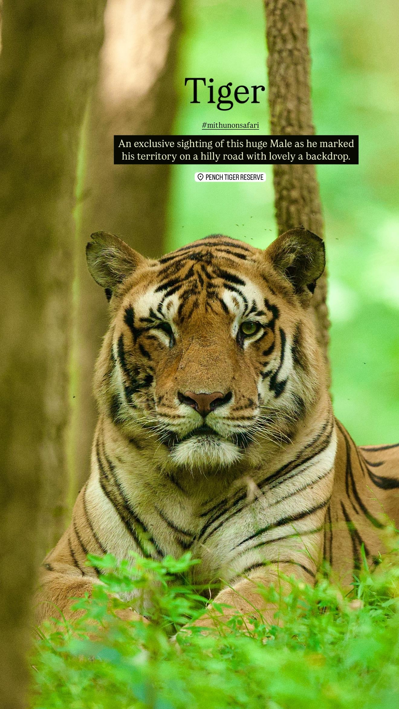 【朋齐】位于Turiya核心区，国王雄虎“斯瓦斯德克”(Swastik...