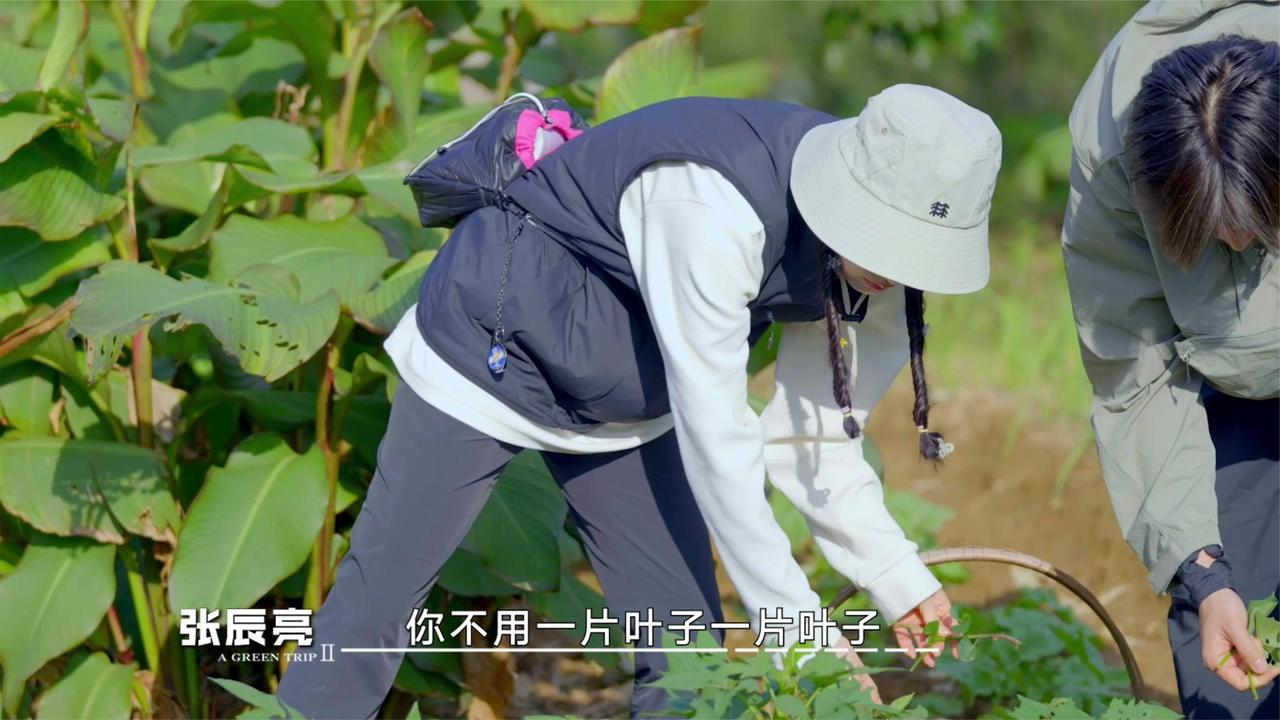 刘诗诗摘菜叶“太细致”，小亮笑问“这是在做标本吗”