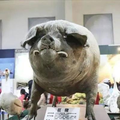 一头猪如果终生不杀，最终能长到多重呢？2003年，浙江一位农民买了一只小猪仔当宠