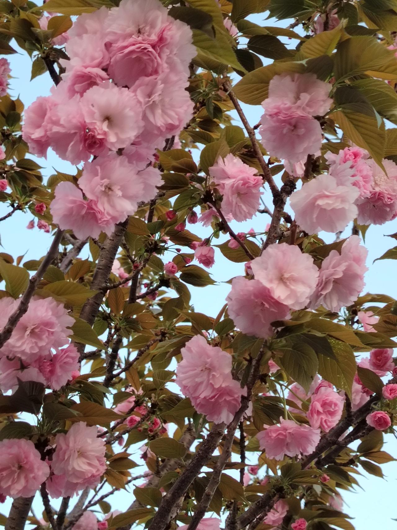 春天是一个美丽而又欢乐的好季节，可爱的鸟儿枝头欢唱，好看的蝴蝶采着花，给人们带来