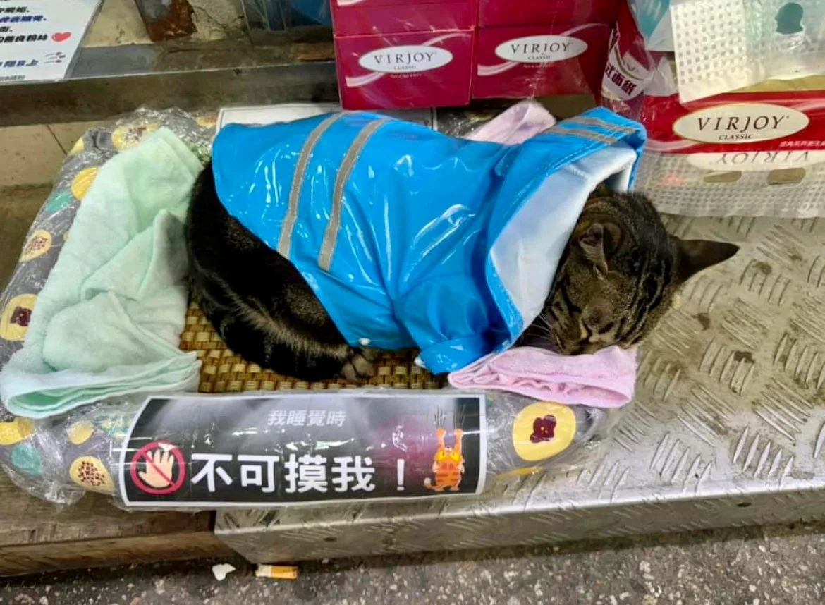 🇭🇰阻B着住雨褸覺覺豬，勁可愛😍😍