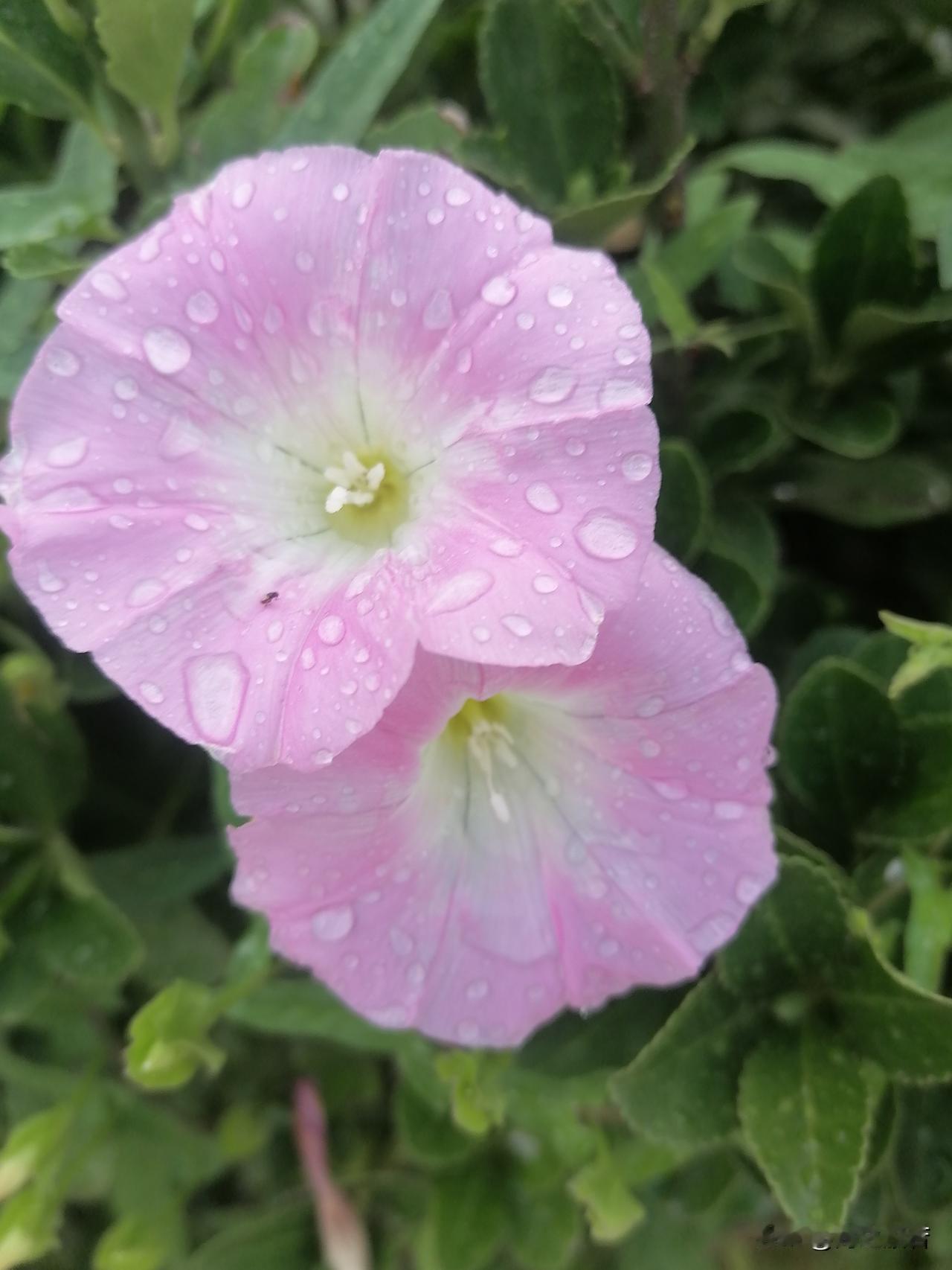 7月21日周二，多云转雷阵雨，21~30℃；白天晴暖，21点后雷阵雨，局地短时雨