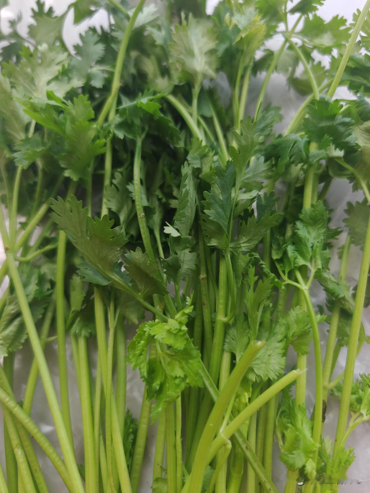 香菜又叫芫荽，从不喜欢到接受它的味道，也经过了很多年。
现在，家里吃凉菜，喝羊肉