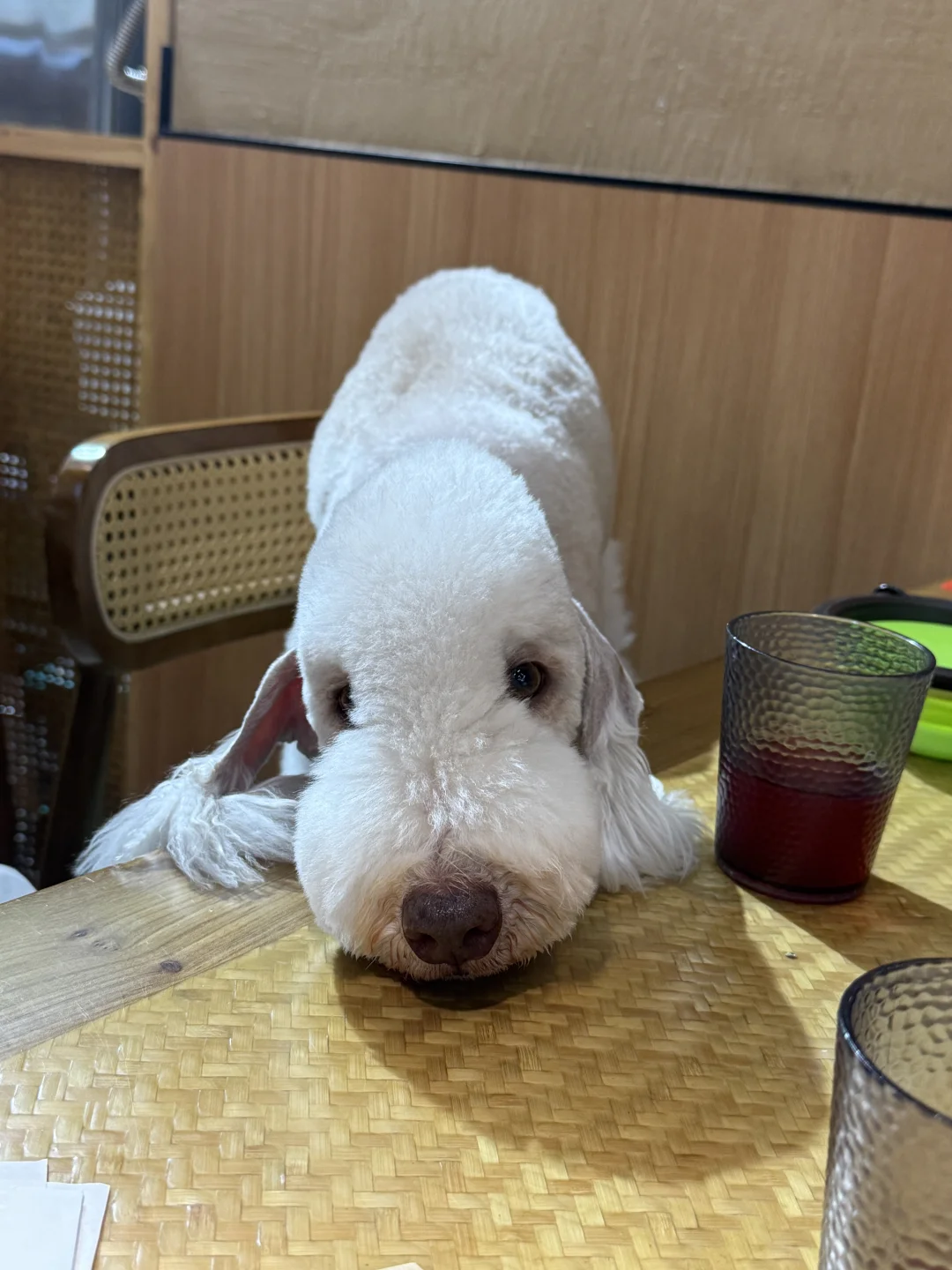 给口吃的吧！球球了！